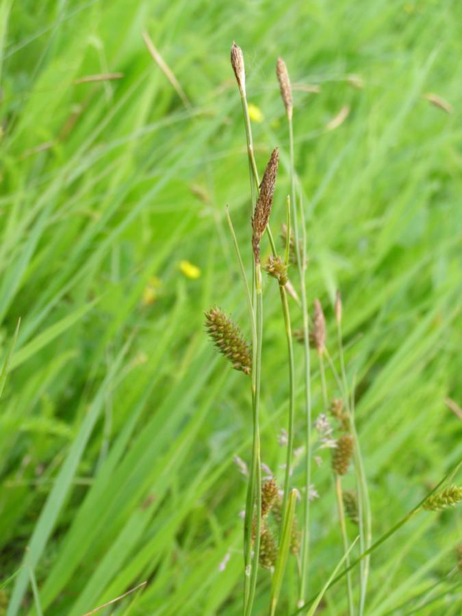 Изображение особи Carex distans.