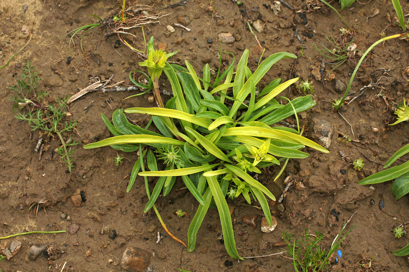 Image of Gentiana olivieri specimen.