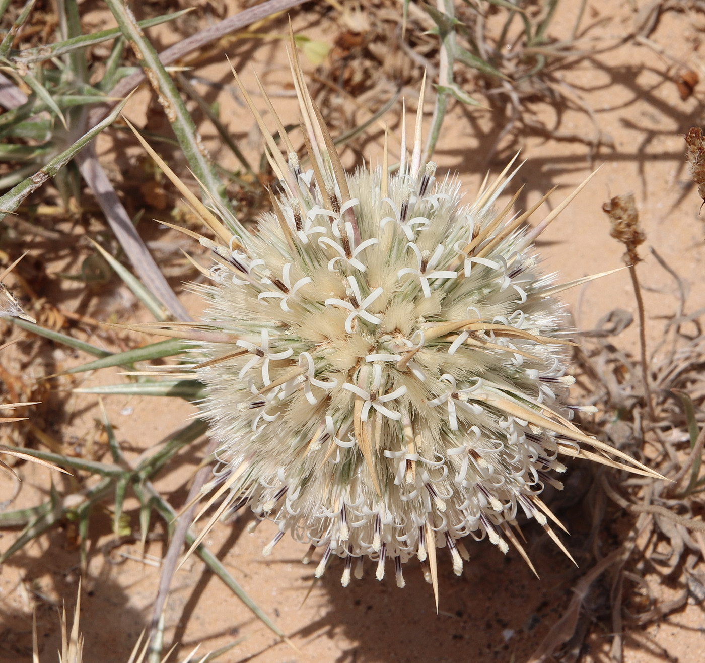 Изображение особи Echinops spinosissimus ssp. spinosus.