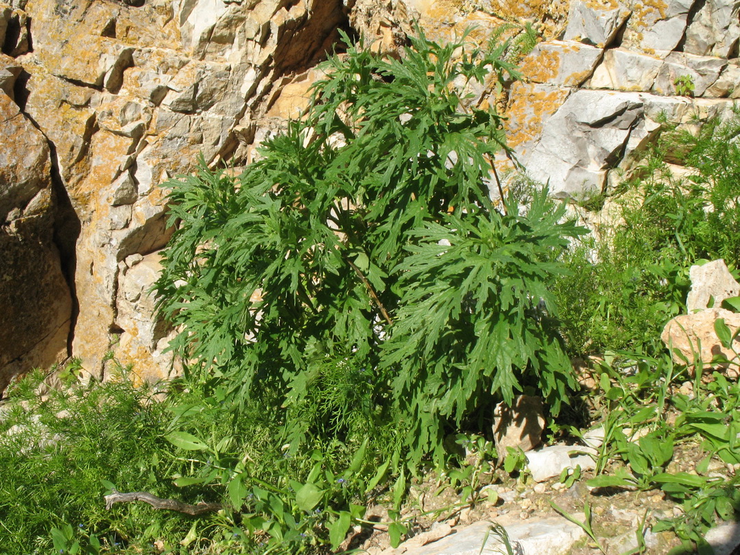 Image of Leonurus turkestanicus specimen.