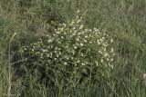 Vincetoxicum albovianum