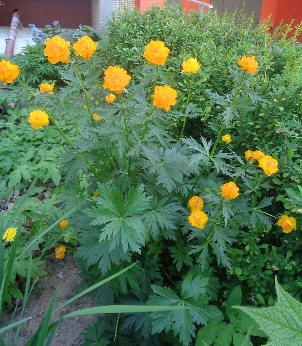 Image of genus Trollius specimen.