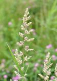 Phalaroides arundinacea
