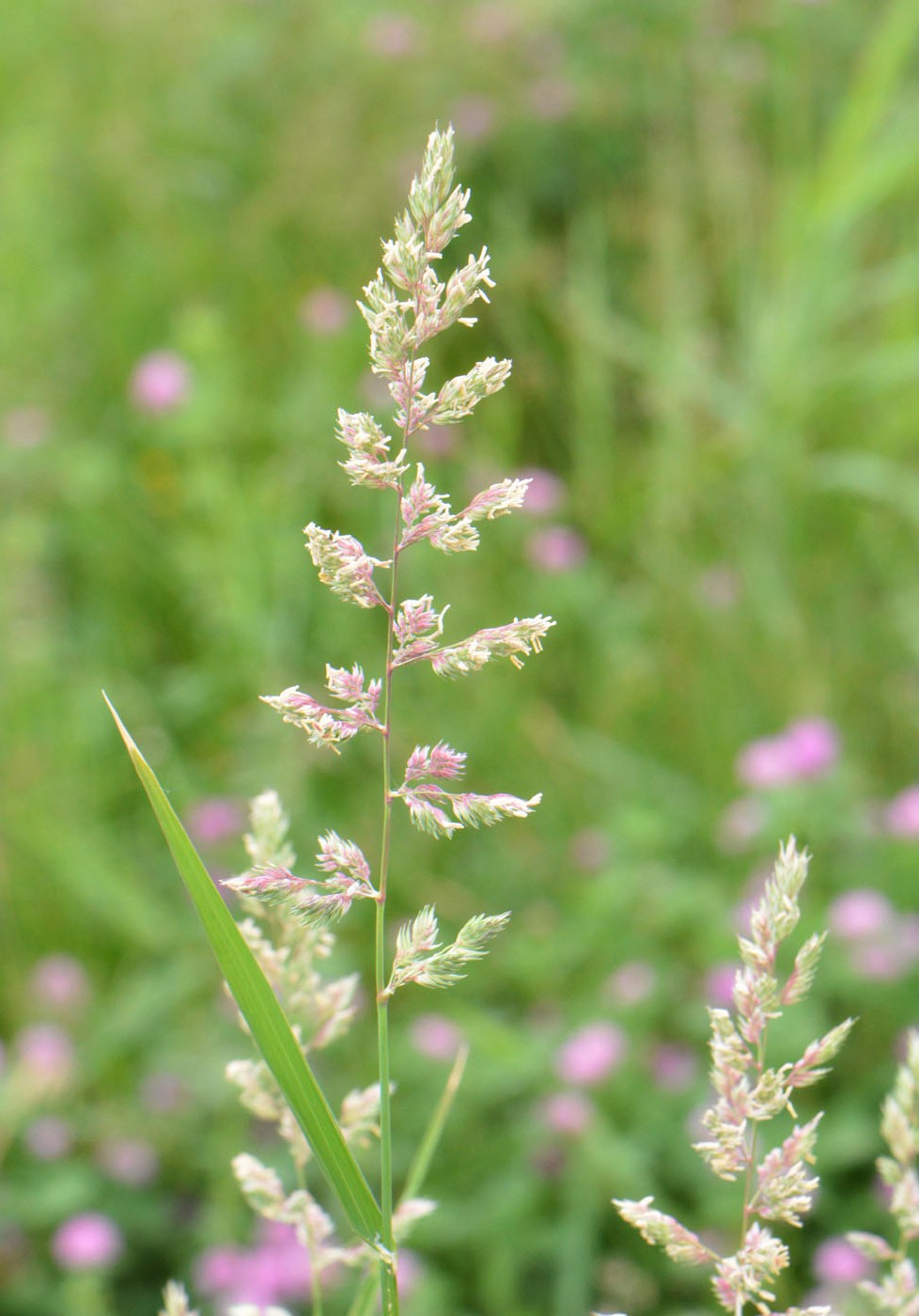 Image of Phalaroides arundinacea specimen.