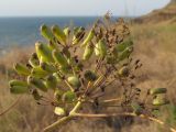 Ferula euxina. Соплодие. Крым, Керченский п-ов, окр. с. Бондаренково, степь. 25.06.2019.