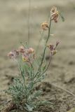 Matthiola odoratissima. Цветущее растение. ЮВ Крым, окр. пос. Коктебель, приморский каменистый склон. 02.05.2019.