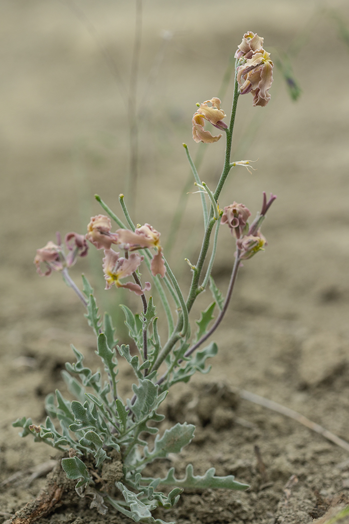 Image of Matthiola odoratissima specimen.