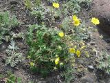 Potentilla vulcanicola. Цветущее растение. Камчатский край, Елизовский район, природный парк \"Вулканы Камчатки\", Авачинский перевал, 900 м н.у.м., каменистый склон. 10.07.2010.