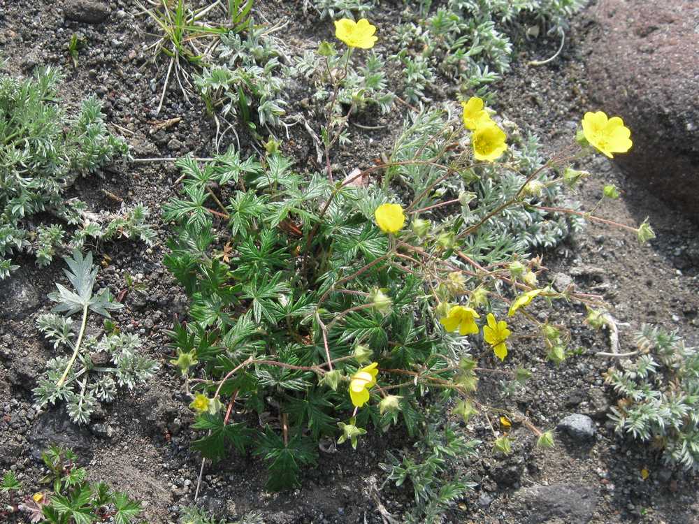Image of Potentilla vulcanicola specimen.