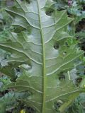 Cirsium elbrusense