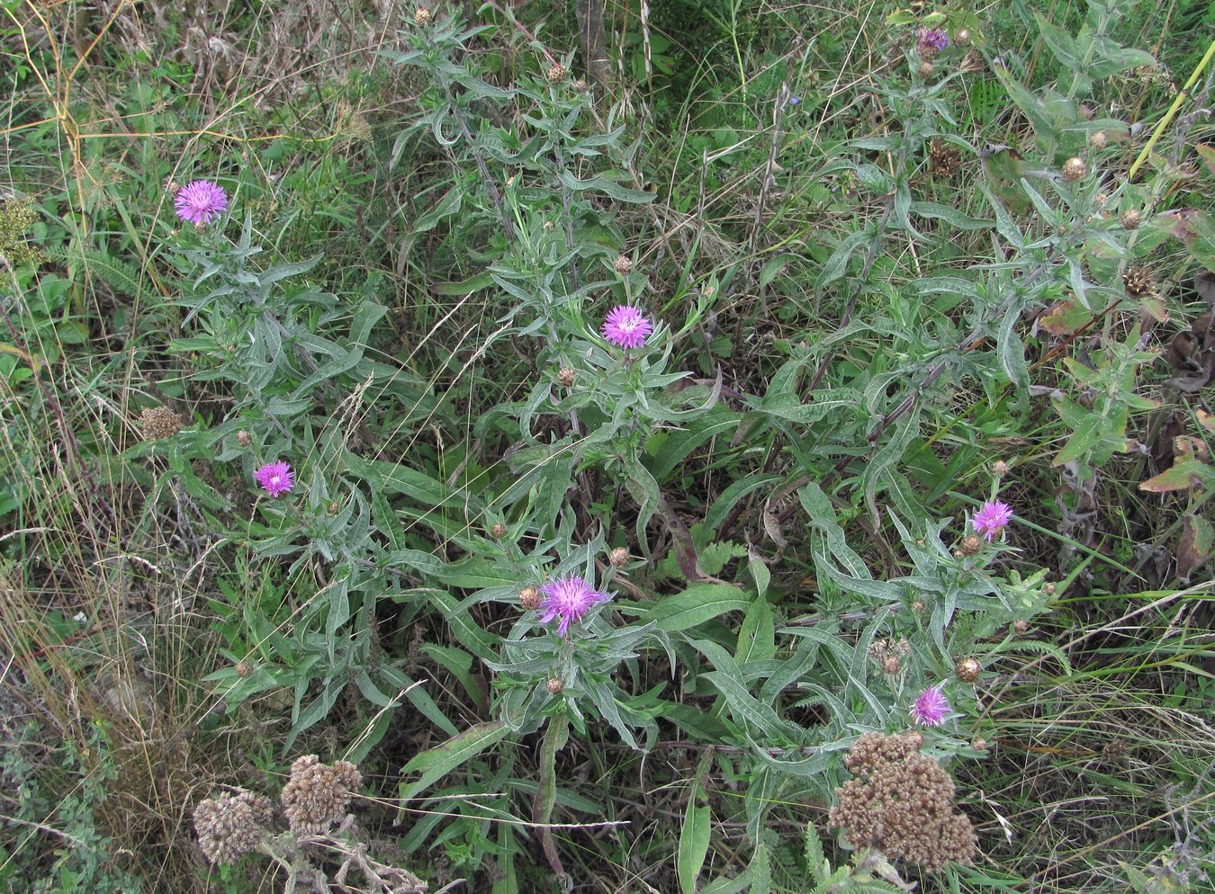 Image of Centaurea jacea ssp. substituta specimen.