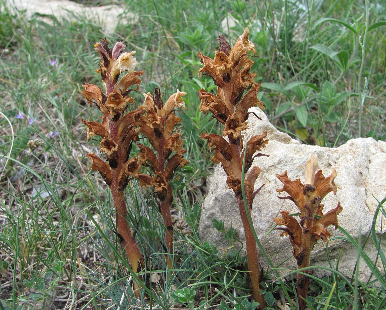 Image of Orobanche lutea specimen.