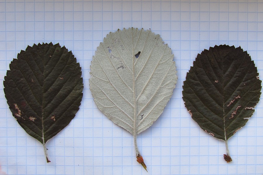 Image of Sorbus taurica specimen.