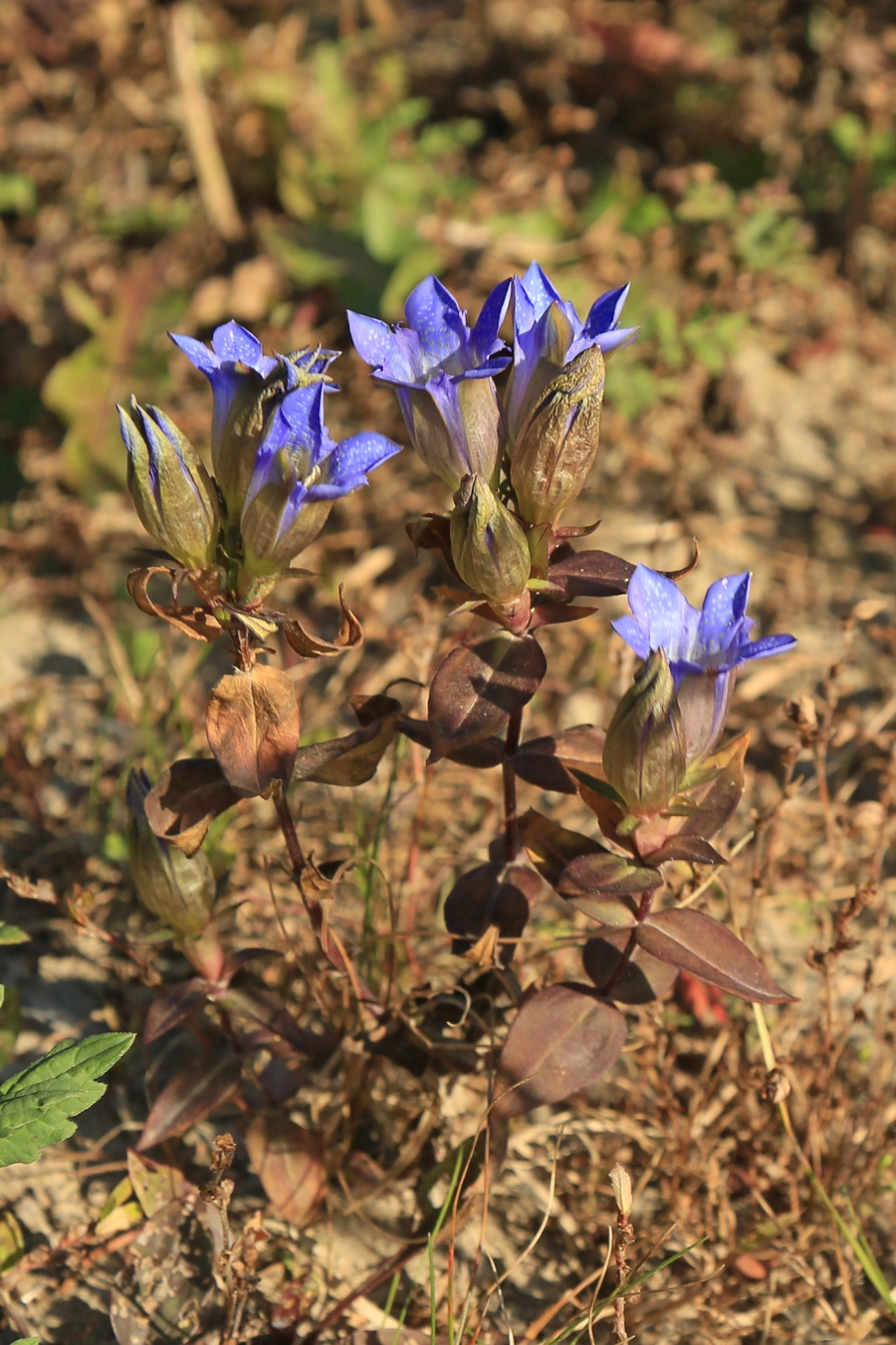 Image of Gentiana scabra specimen.