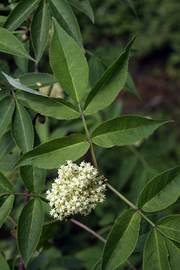 Image of Sambucus sibirica specimen.