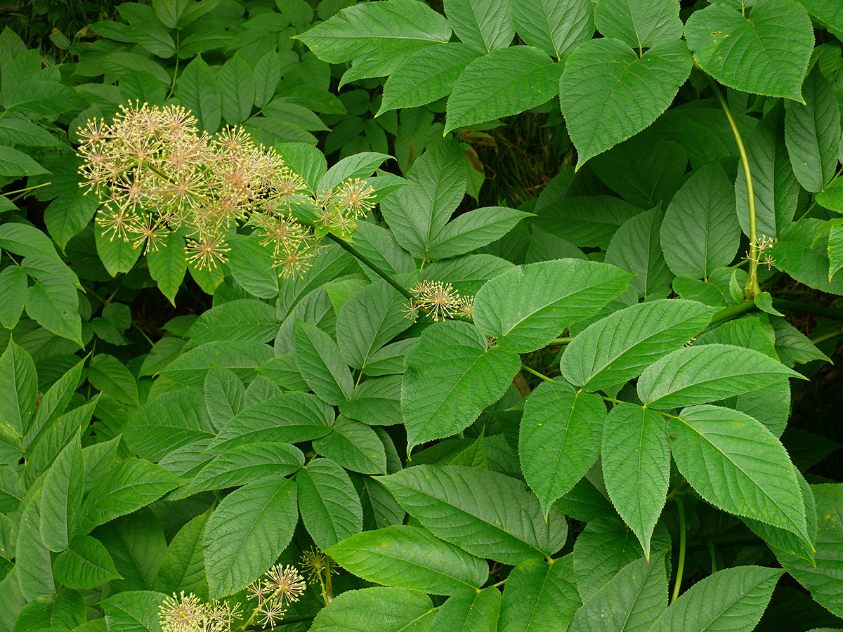 Image of Aralia cordata specimen.