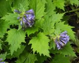 Ajuga incisa