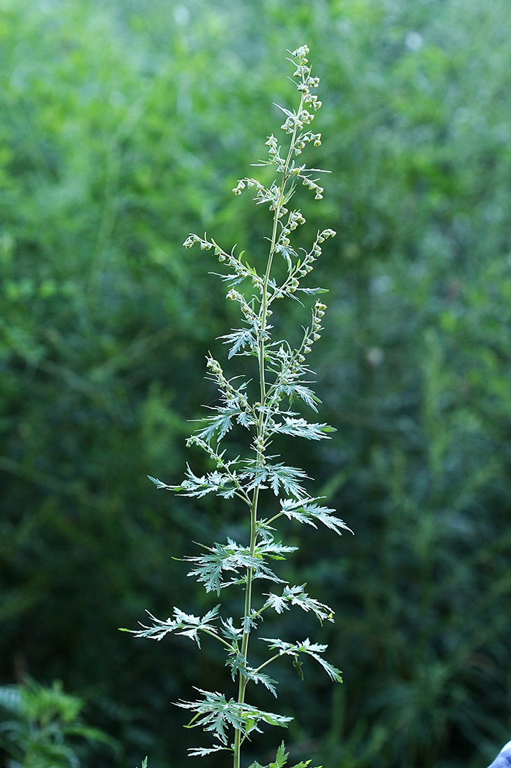 Image of Artemisia sieversiana specimen.