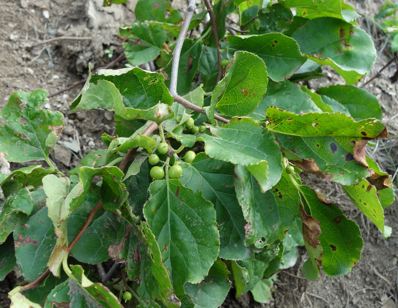 Изображение особи Celastrus orbiculata.