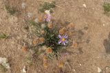 Aster alpinus
