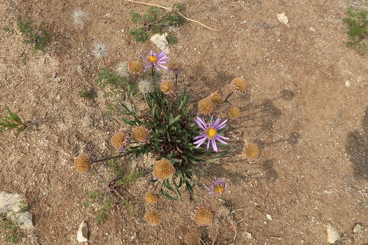 Image of Aster alpinus specimen.