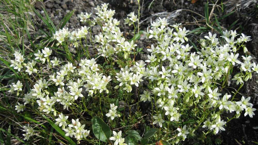 Изображение особи Saxifraga cherlerioides.