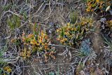 genus Ephedra. Растения с микростробилами. Алтай, Кош-Агачский р-н, долина р. Кызыл-Чин, ≈ 1700 м н.у.м., горная полупустыня. 12.06.2019.