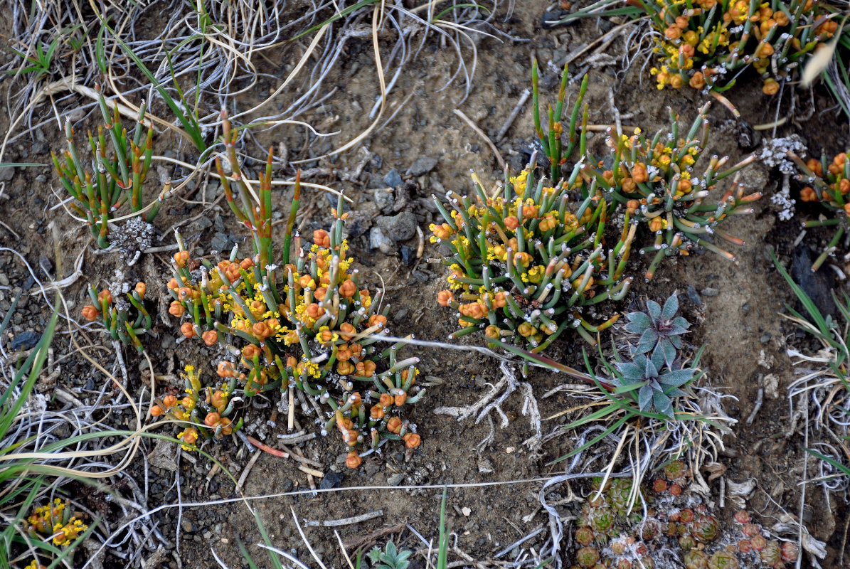 Image of genus Ephedra specimen.
