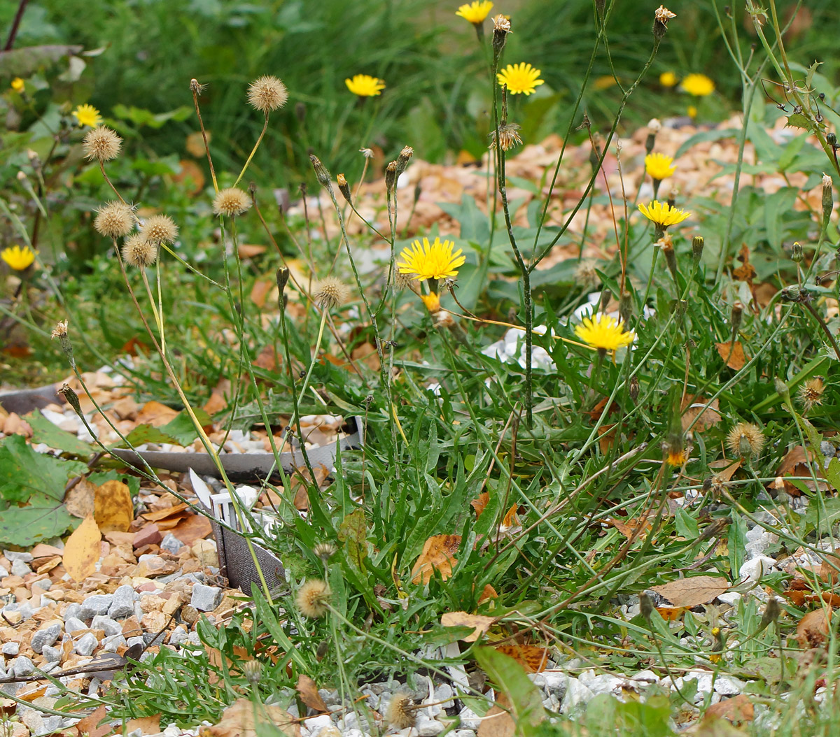 Image of Scorzoneroides autumnalis specimen.