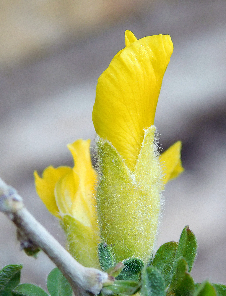 Изображение особи Chamaecytisus hirsutissimus.