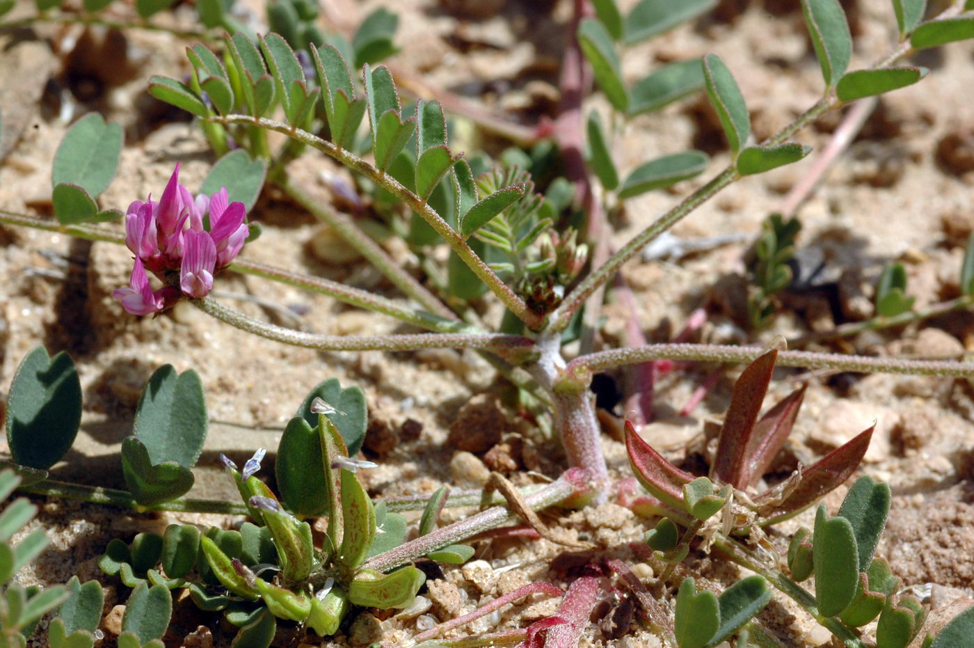 Изображение особи Astragalus psiloglottis.