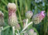 Cirsium incanum. Соплодие (слева) и развивающиеся соцветия. Кыргызстан, Чуйская обл., восточная окр. с. Восток, заросший берег водоема. 23.05.2019.