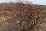 Salix acutifolia