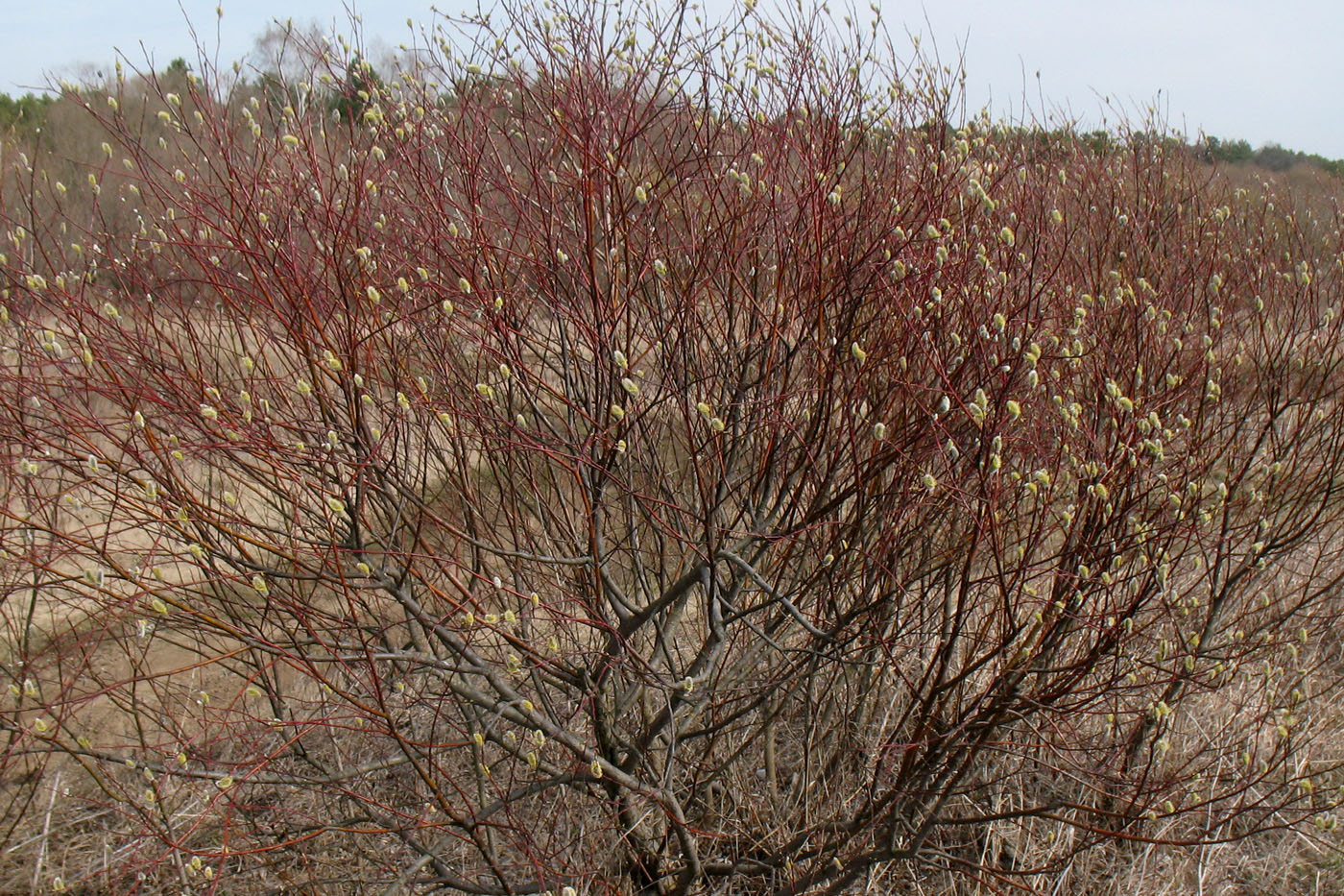Image of Salix acutifolia specimen.
