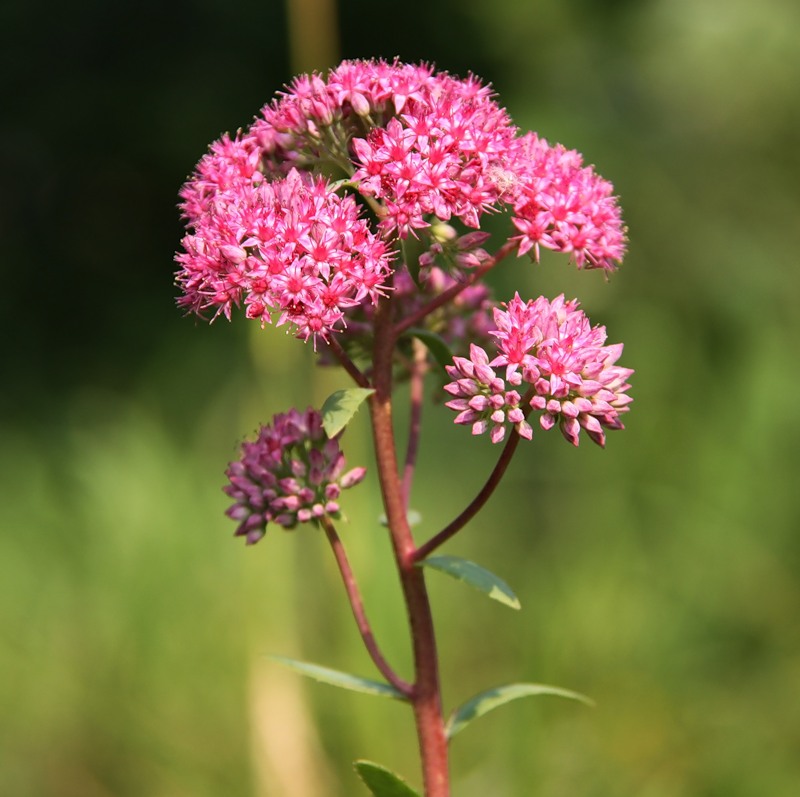 Изображение особи Hylotelephium triphyllum.