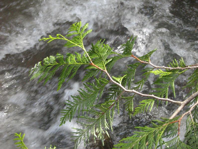 Изображение особи Thuja plicata.