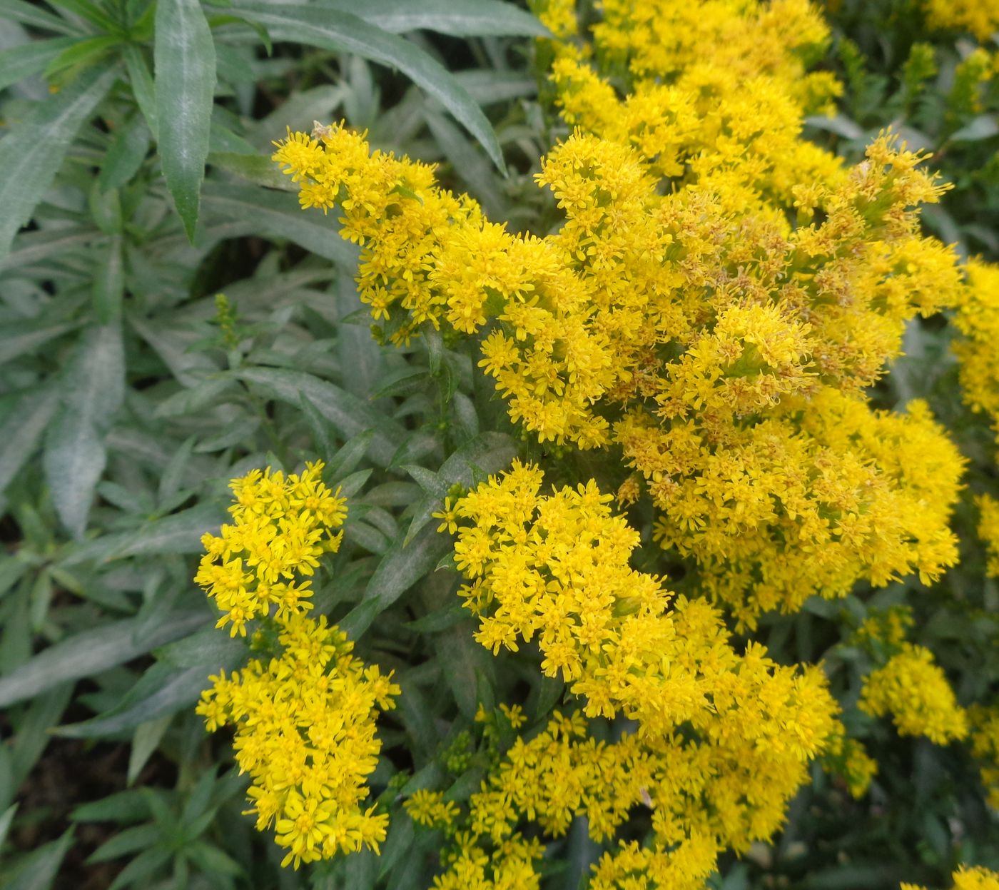 Image of genus Solidago specimen.