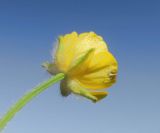 Ranunculus polyanthemos
