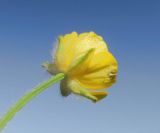 Ranunculus polyanthemos. Цветок. Украина, г. Луганск, пойменный луг. 11.05.2020.