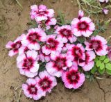 Dianthus chinensis