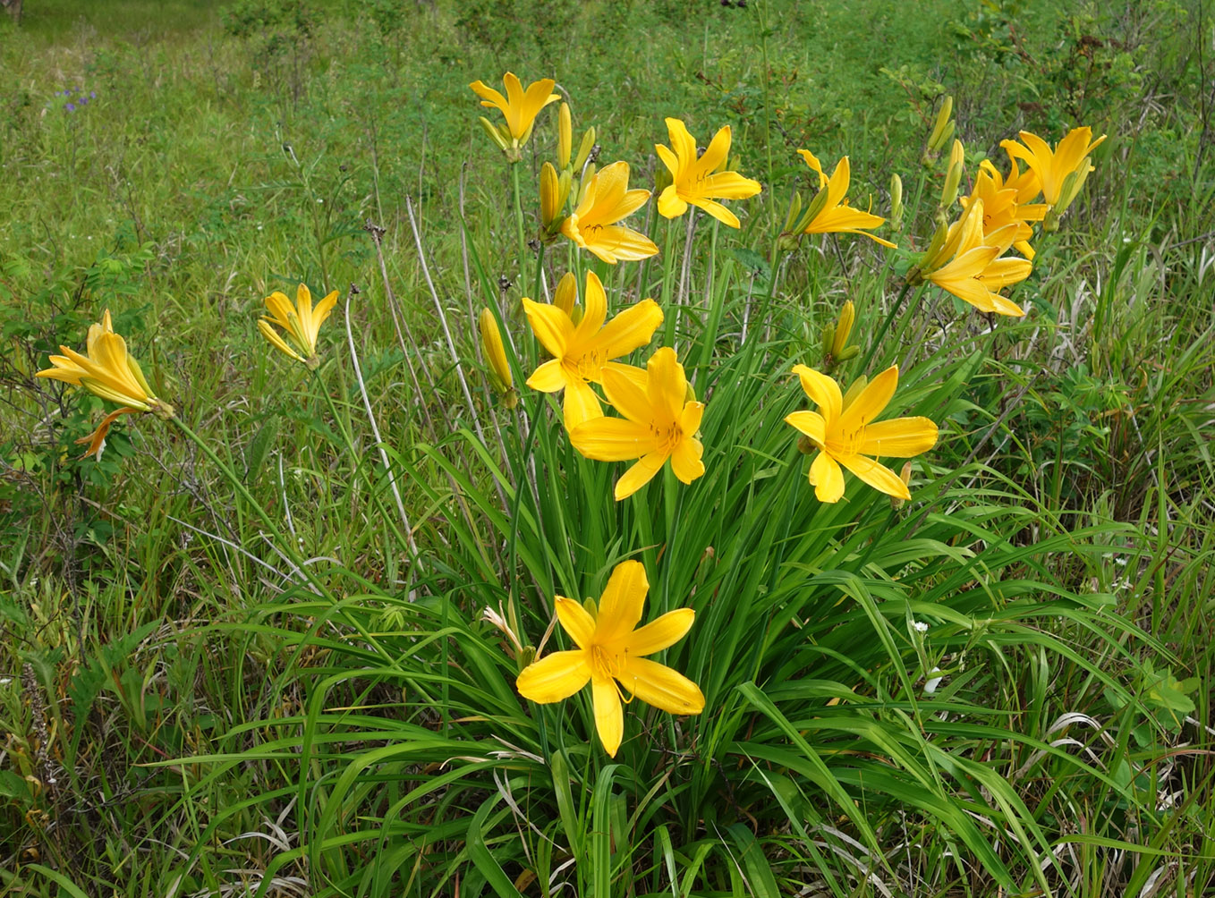 Изображение особи Hemerocallis middendorffii.