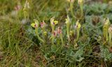 Scutellaria subcaespitosa