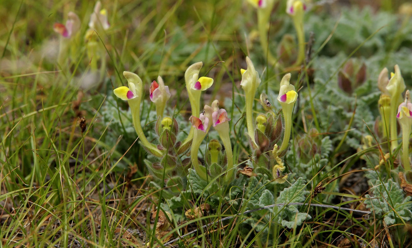 Изображение особи Scutellaria subcaespitosa.