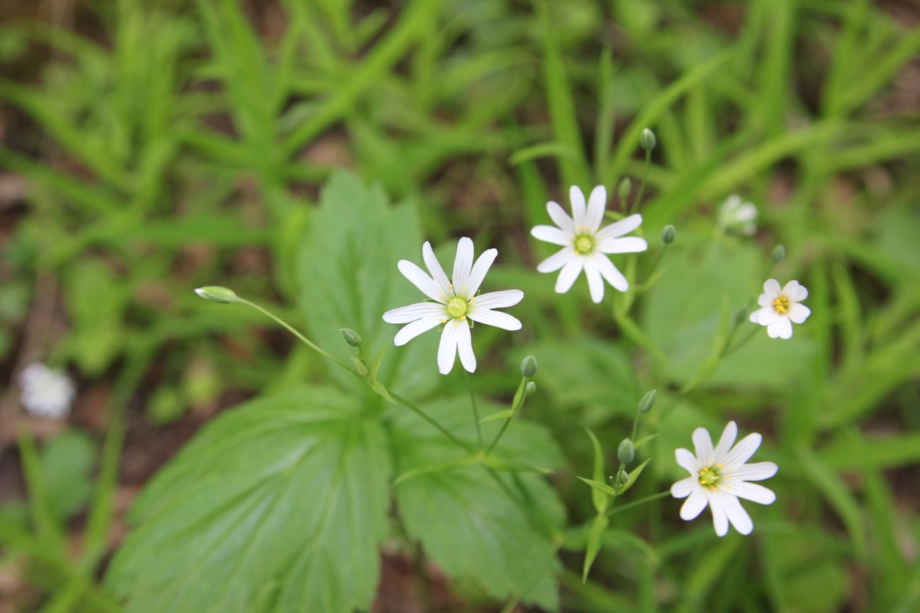 Изображение особи Stellaria holostea.