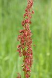 Rumex acetosa. Часть соцветия. Ленинградская обл., Лужский р-н, пойма р. Луга у дер. Кемка. 10.06.2010.