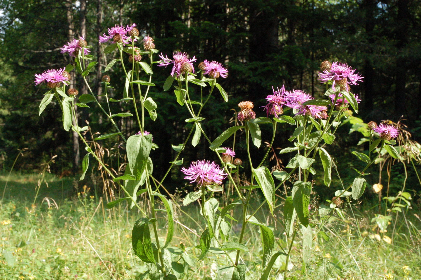 Image of genus Centaurea specimen.