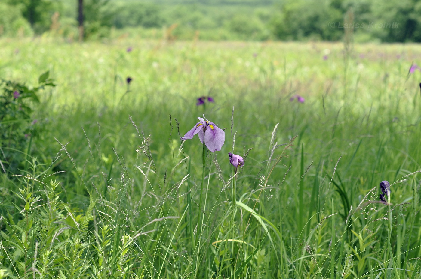 Изображение особи Iris ensata.