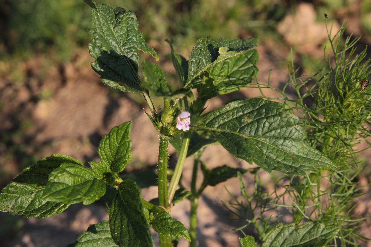 Изображение особи Galeopsis tetrahit.