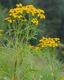 Tanacetum vulgare