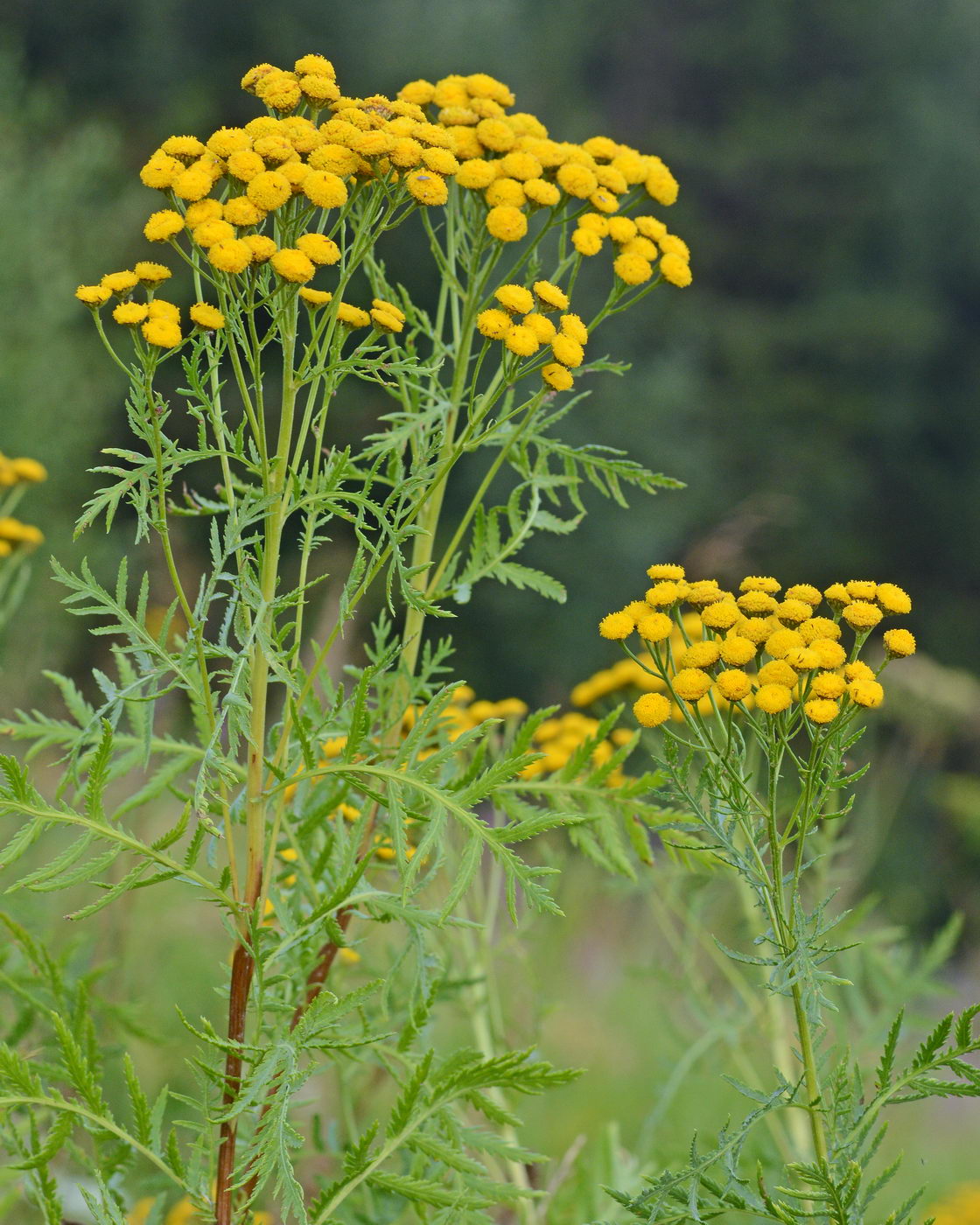 Image of Tanacetum vulgare specimen.